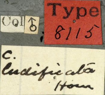 Media type: image;   Entomology 8115 Aspect: labels
